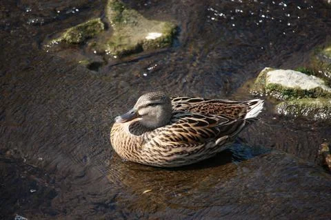 Mallards playing on the water in the river Stock Photos