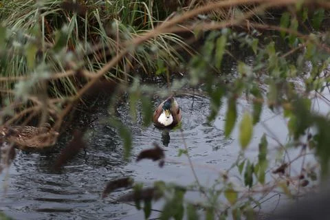 Mallards playing on the water in the river Stock Photos