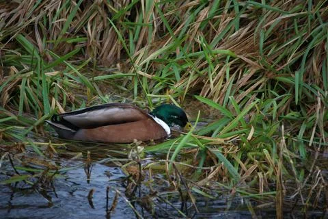 Mallards playing on the water in the river Stock Photos