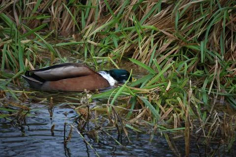 Mallards playing on the water in the river Stock Photos