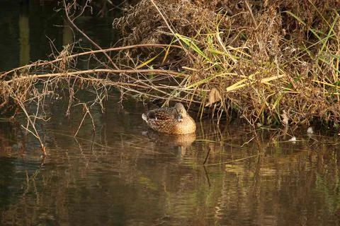 Mallards playing on the water in the river Stock Photos