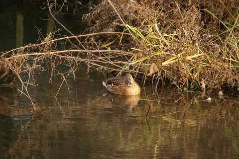 Mallards playing on the water in the river Stock Photos