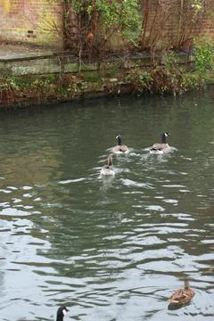 Mallards playing on the water in the river Stock Photos