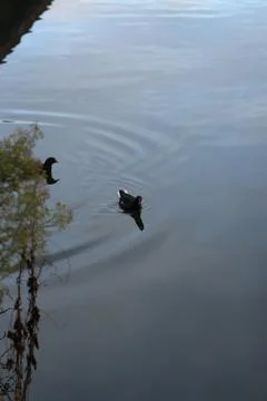 Mallards playing on the water in the river Stock Photos