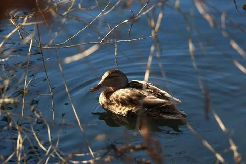 Mallards playing on the water in the river 스톡 사진