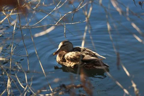 Mallards playing on the water in the river Stock Photos
