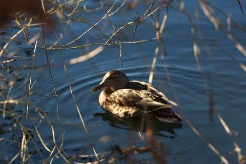 Mallards playing on the water in the river Stock Photos