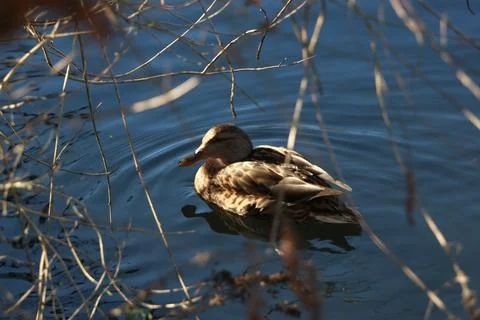Mallards playing on the water in the river Stock Photos