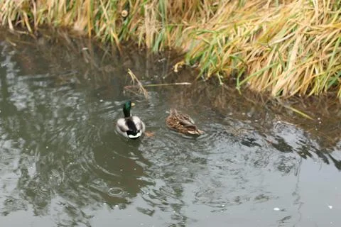 Mallards playing on the water in the river Foto stock