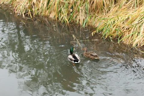 Mallards playing on the water in the river Stock Photos