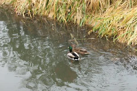 Mallards playing on the water in the river Stock Photos