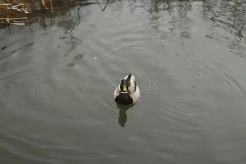 Mallards playing on the water in the river Stock Photos
