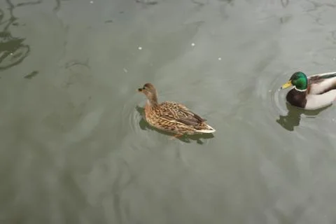 Mallards playing on the water in the river Stock Photos