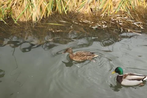 Mallards playing on the water in the river Stock Photos
