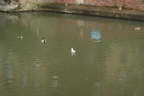 Mallards playing on the water in the river Stock Photos
