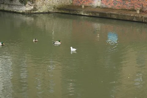 Mallards playing on the water in the river Stock Photos