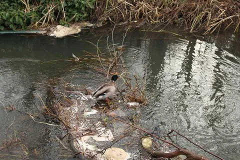 Mallards playing on the water in the river Stock Photos