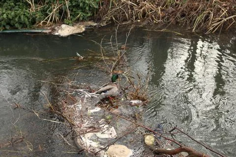 Mallards playing on the water in the river Stock Photos