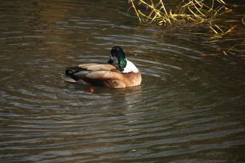 Mallards playing on the water in the river Stock Photos