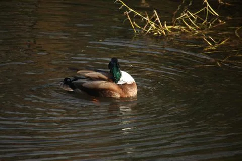 Mallards playing on the water in the river Stock Photos