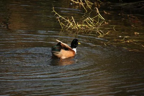Mallards playing on the water in the river Stock Photos