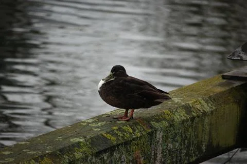 Mallards playing on the water in the river Foto stock