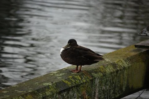 Mallards playing on the water in the river Stock Photos