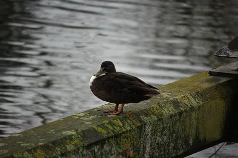 Mallards playing on the water in the river Foto stock