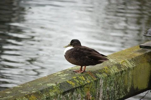 Mallards playing on the water in the river Foto stock