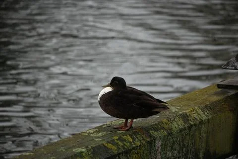 Mallards playing on the water in the river Stock Photos
