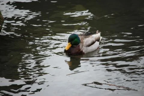 Mallards playing on the water in the river Stock Photos