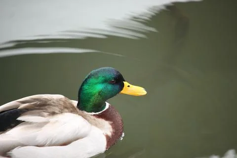 Mallards playing on the water in the river Stock Photos