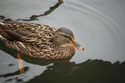 Mallards playing on the water in the river Stock Photos