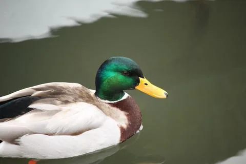 Mallards playing on the water in the river Stock Photos