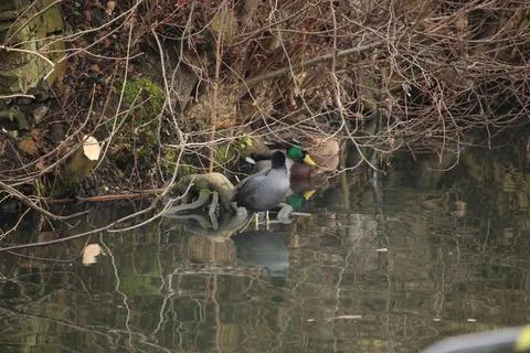 Mallards playing on the water in the river Stock Photos