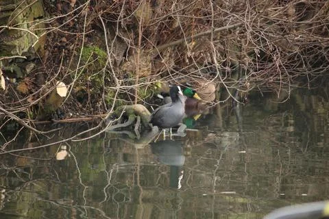 Mallards playing on the water in the river Stock Photos