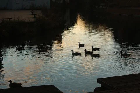 Mallards playing on the water in the river Stock Photos