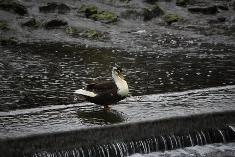 Mallards playing on the water in the river Stock Photos