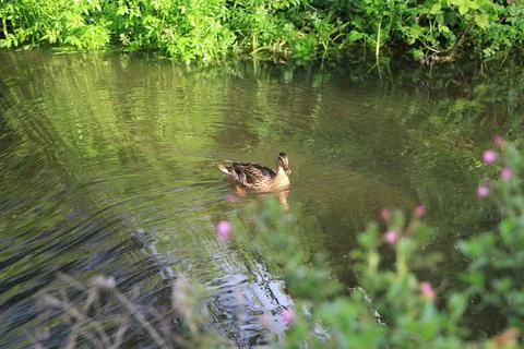 Mallards playing on the water in the river Stock Photos