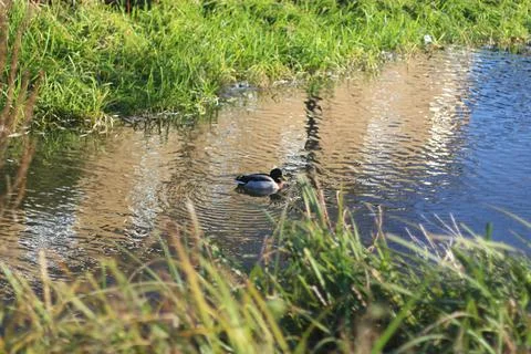 Mallards playing on the water in the river Stock Photos