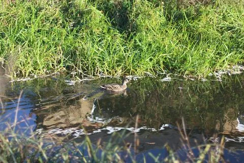 Mallards playing on the water in the river Stock Photos