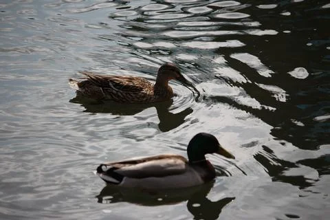 Mallards playing on the water in the river Stock Photos
