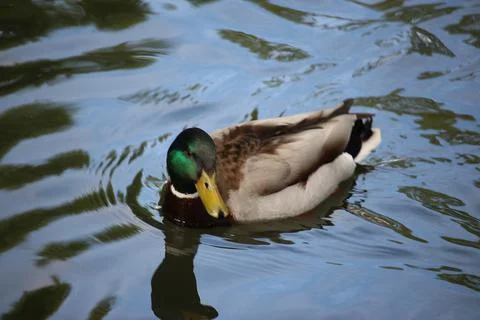 Mallards playing on the water in the river Stock Photos