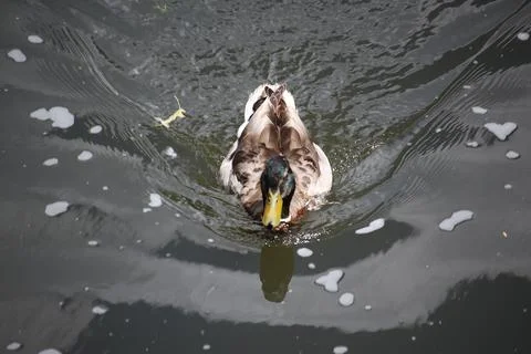 Mallards playing on the water in the river Stock Photos
