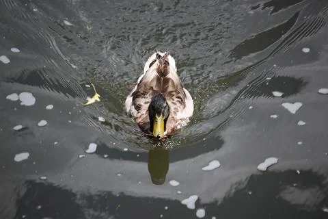 Mallards playing on the water in the river Stock Photos