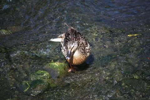 Mallards playing on the water in the river Foto stock