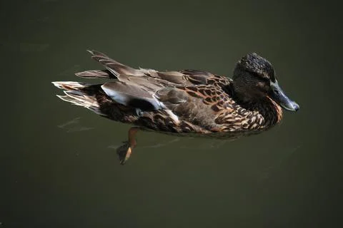 Mallards playing on the water in the river Stock Photos