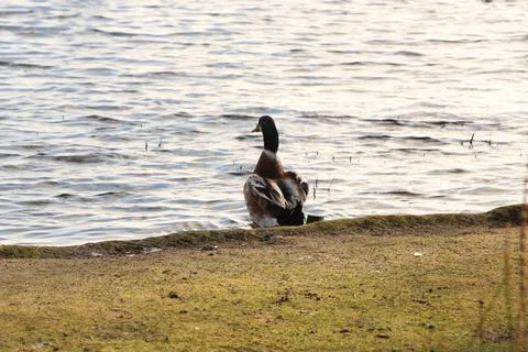 Mallards playing on the water in the river Stock Photos