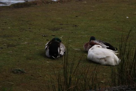 Mallards playing on the water in the river Stock Photos