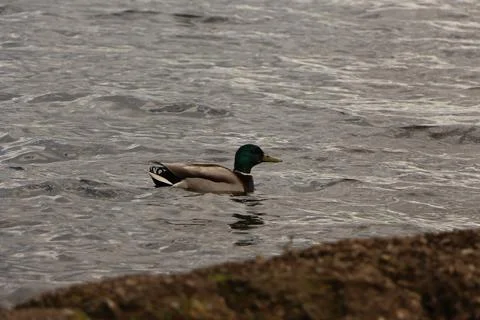 Mallards playing on the water in the river Stock Photos